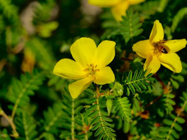 Flowers UAE 1