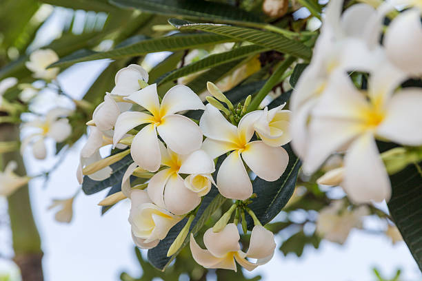 Flowers UAE 4