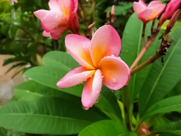 Flowers UAE 5