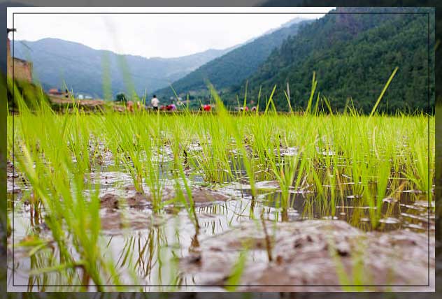 Kharif crops 2