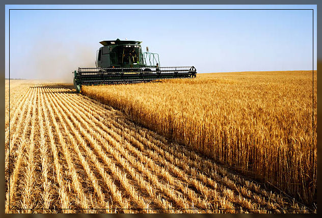 Rabi crops 2