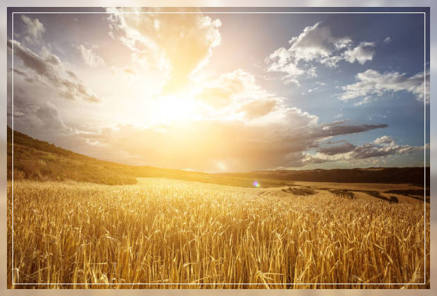 Rabi crops 6