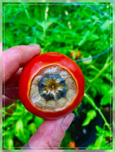 blossom-end rot identification