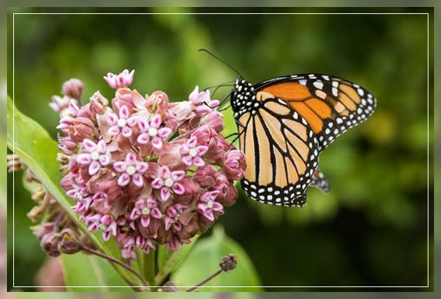 butterfly gardening 2