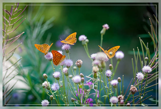 Butterfly Gardening: Importance and Creating One Yourself