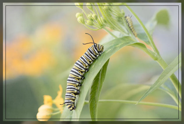 caterpillar
