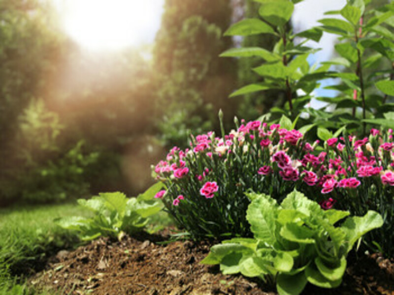 what is full-sun gardening