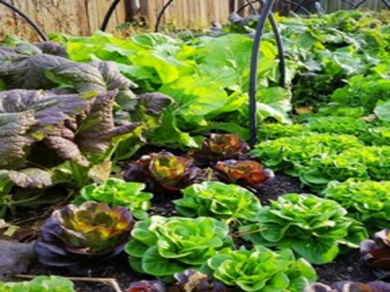 how plant growth matters