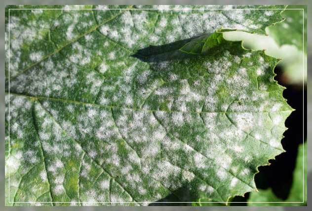 identification