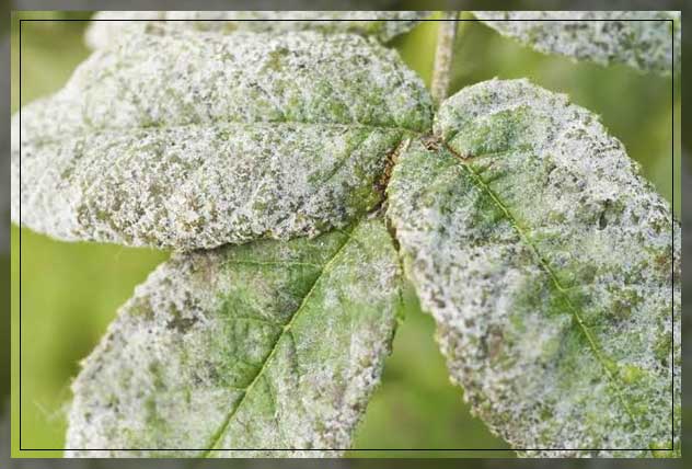 on plants