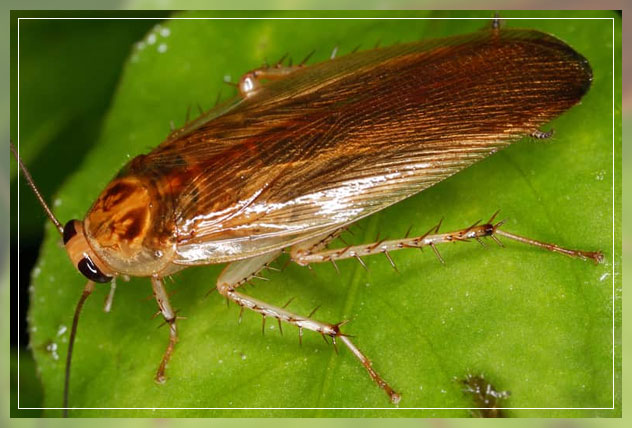 cockroaches in rain