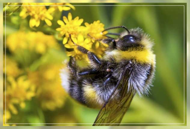 bees and the ecosystem