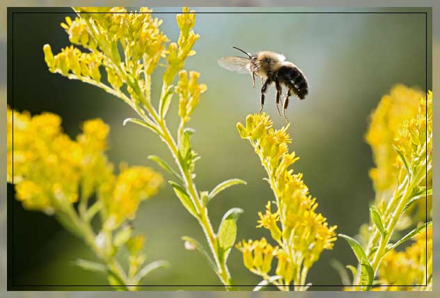 why bees matter?