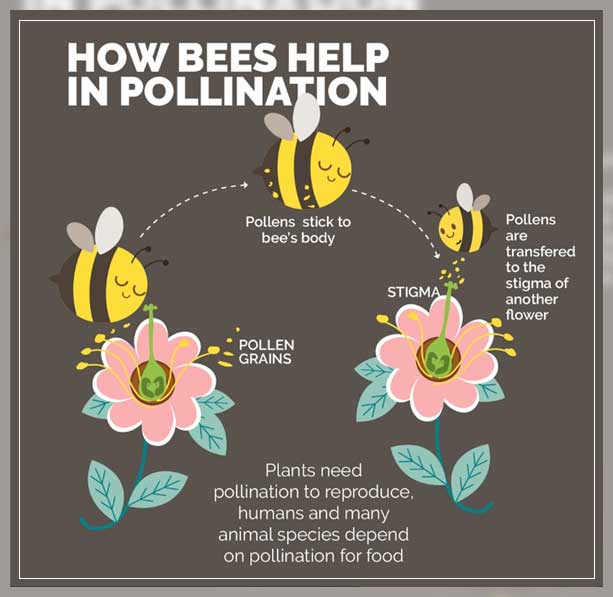 how it impacts the ecosystem