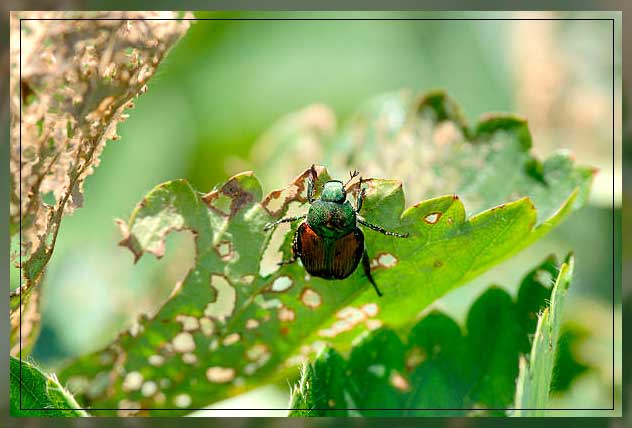 beetle insects 1