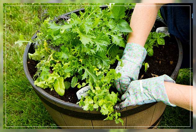 container gardening