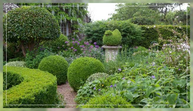 evergreen shrubs 1