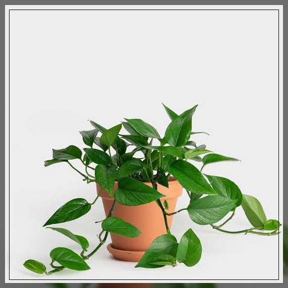 feng shui plants 2