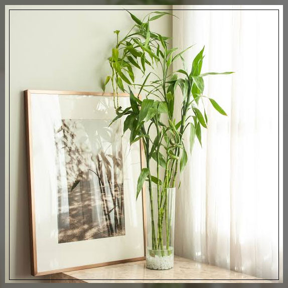 feng shui plants 3