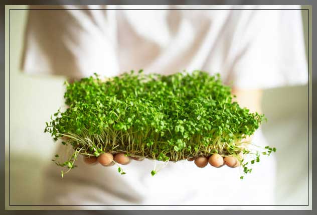 what are microgreens?