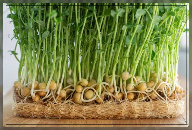 growing microgreens