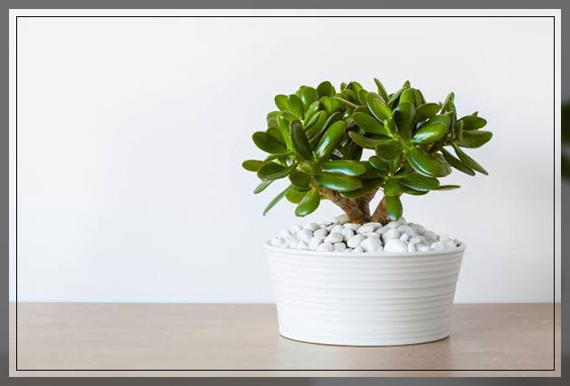 jade plant