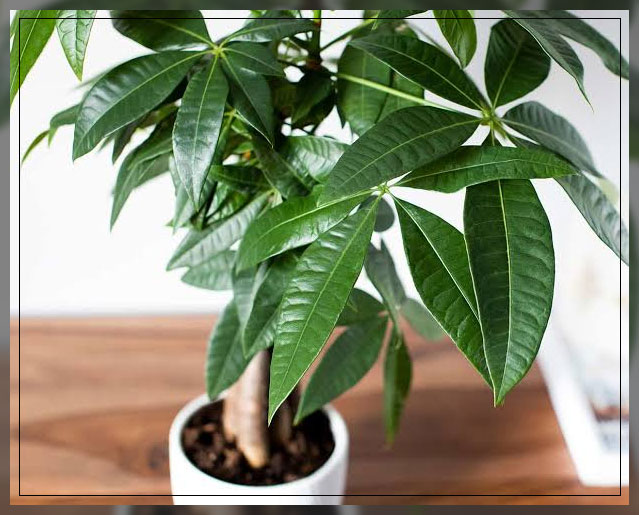 money tree