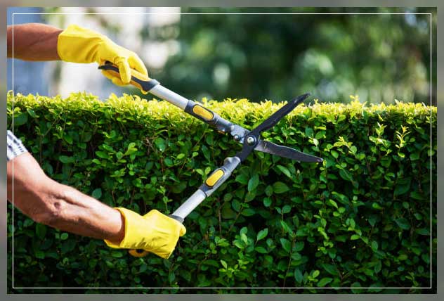 pruning