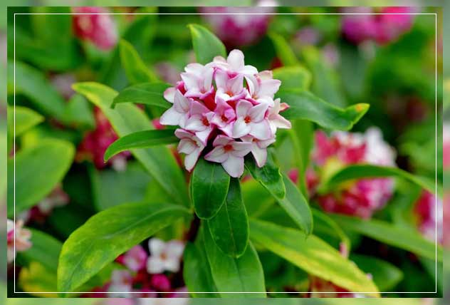 scented shrubs