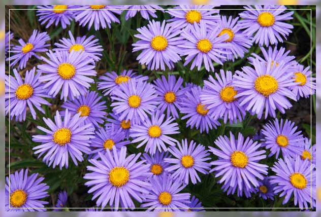 summer loving flowers