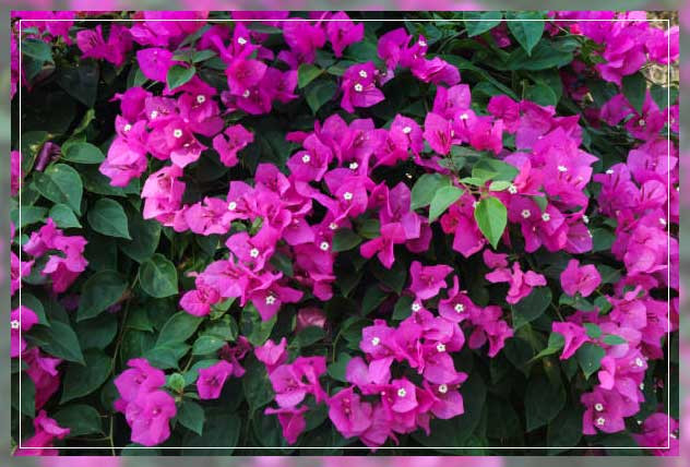 kinds of hydrangeas