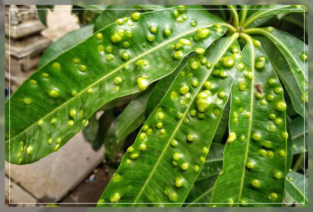 Common plant diseases 1