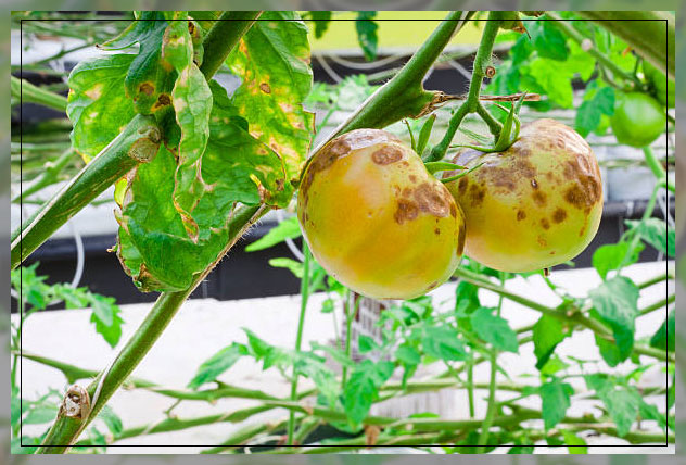 Common plant diseases 5