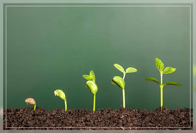 Reproduction in plants 7
