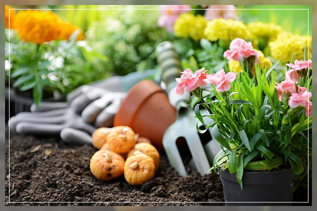 growing carnations outdoors 