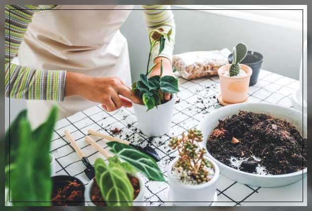 potting and repotting
