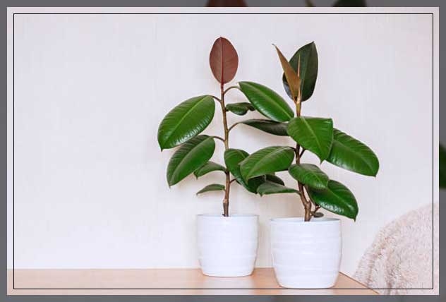 rubber plant