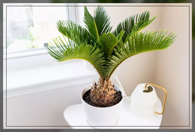 sago palm