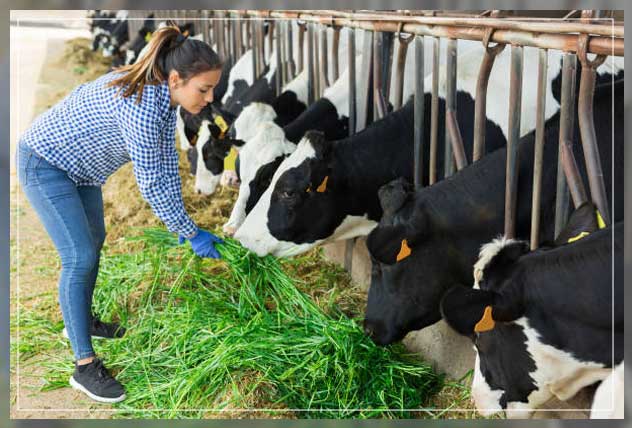 Animal husbandry 1