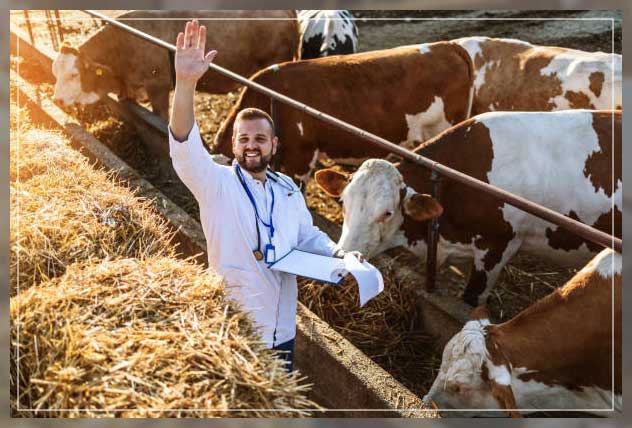 Animal husbandry 2