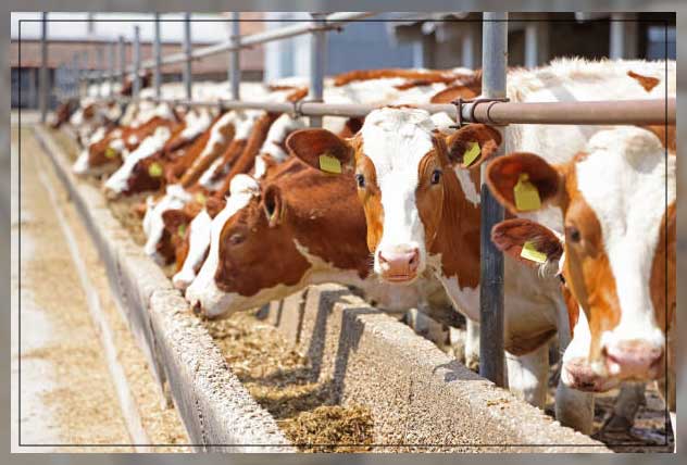 Animal husbandry 4