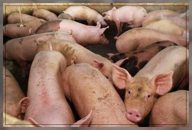 Animal husbandry 5