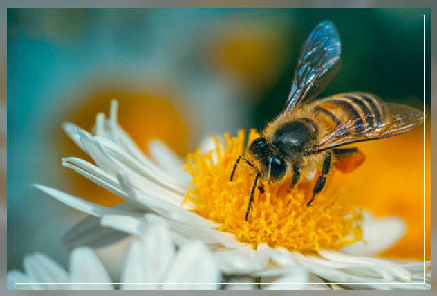 Cross pollination 4