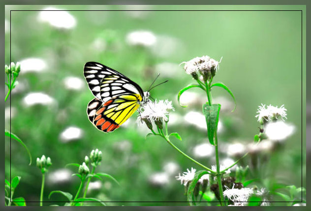 Cross pollination 5