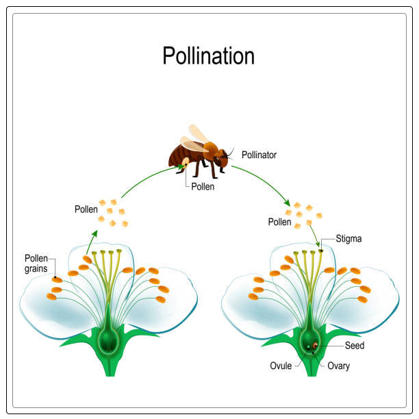 Cross pollination 7