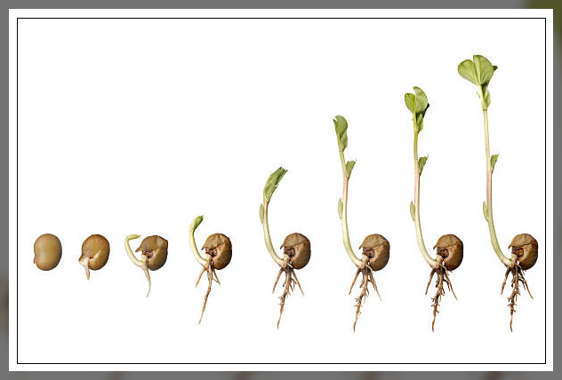 Plant life cycle 6