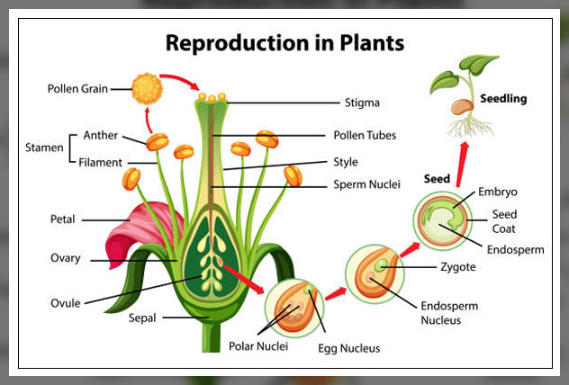 Pollen grains 4