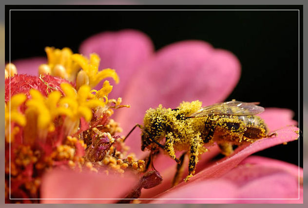 Pollen grains 7