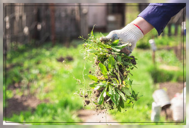 Weed management 1