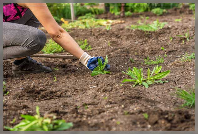 Weed management 6